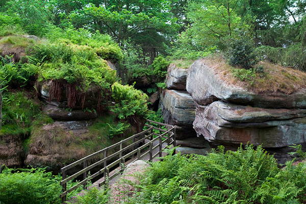 Our Woodland Walks