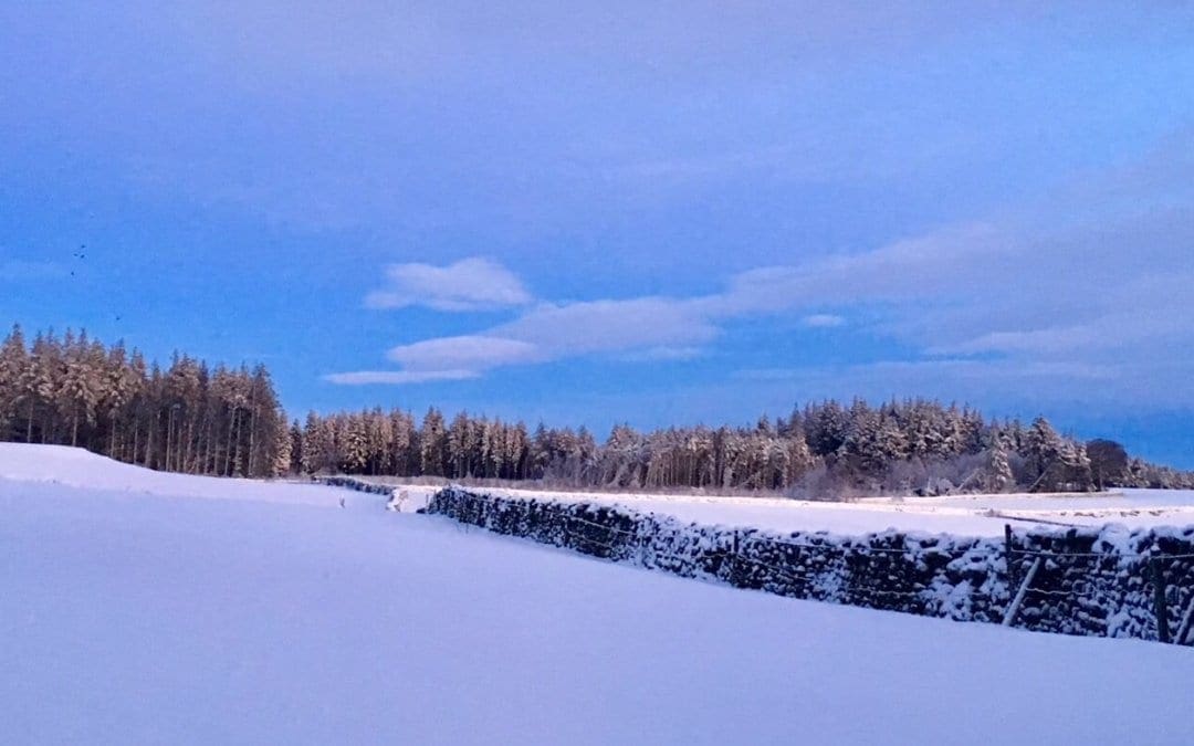 Warren Forest’s Winter Weather