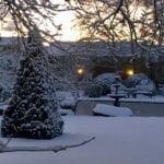 Our Stag in the Snow