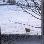 Warren Forest's Winter Weather