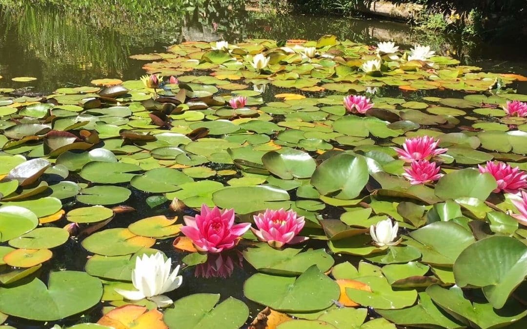 BBQ’s & The Extreme Hot Weather