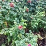 Badger Hill Rosehips
