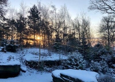 Sunrise through Jeffrey Wood