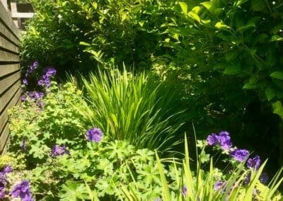 Summer at Warren Forest Park