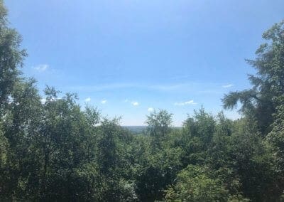 Views across the treetops at Warren Forest Park