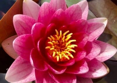 Beautiful Bloom Flower