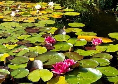 Lillie's & Dragonflies