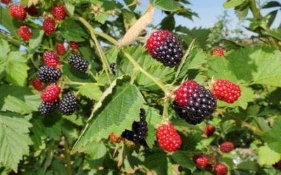 September’s Arrival