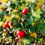 Warren Forest - Autumn