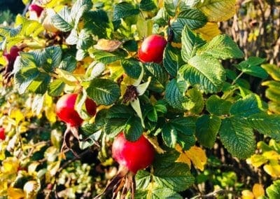 Warren Forest - Autumn