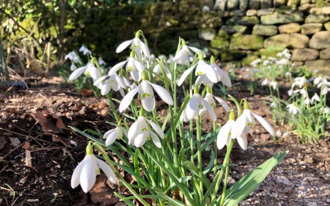 Snowdrops and Storms