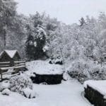 Warren Forest - Heavy Snow