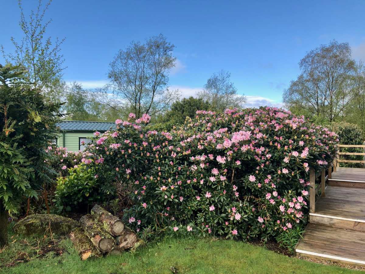 Pink Flowers
