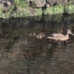 Ducks in the lake