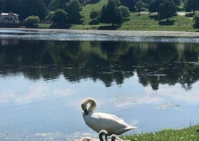 Tranquility of Fountains Abbey