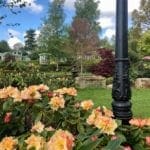 Warren Forest - Start of Summer