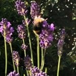 Where the Wild Things Grow