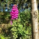 beautiful flowers in the forest