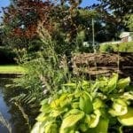 Where the Wild Things Grow