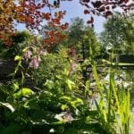 Where the Wild Things Grow