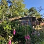 Foxgloves in our Woods