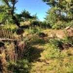 Where the Wild Things Grow