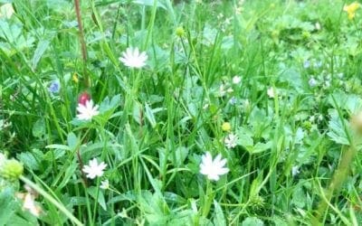 Where the Wild Things Grow