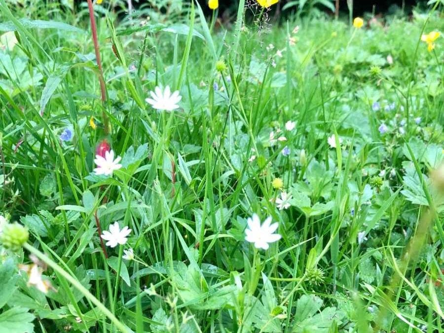 Where the Wild Things Grow