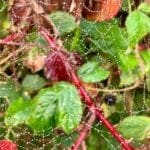 Warren Forest - Webs like Jewels