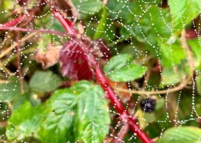 Warren Forest - Webs like Jewels