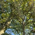 How long will the leaves last