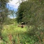 Grazing Cattle in Pateley Bridge
