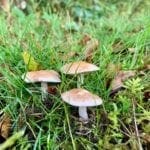 mushrooms