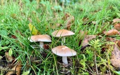 The Turning of the Seasons