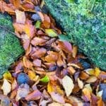 Warren Forest - Autumn Leaves