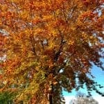 Warren Forest - Autumn Leaves