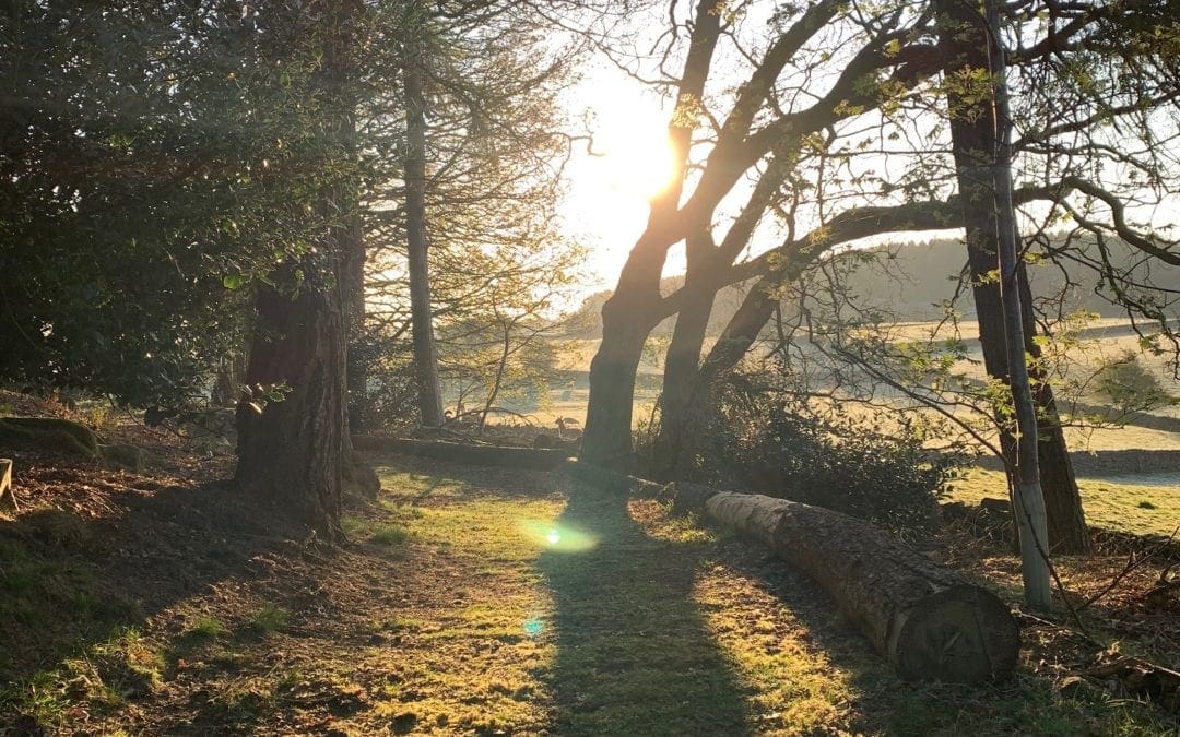 The Birds & The Trees