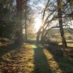 Warren Forest Sunset