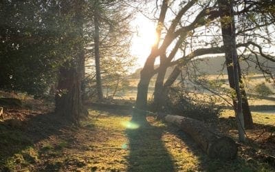 The Birds & The Trees