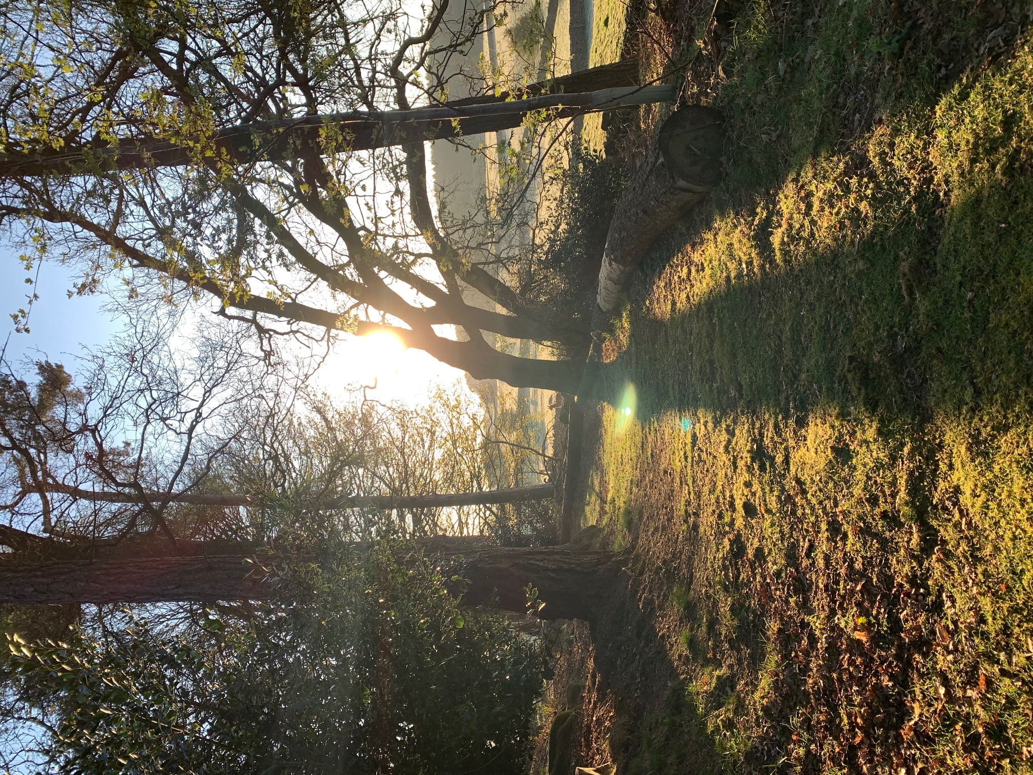 Warren Forest Sunset
