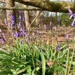 Flowers in the forest