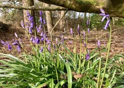 Flowers in the forest