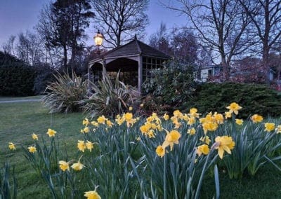 Warren Forest Flower i the night