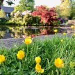 beautiful yellow flowers