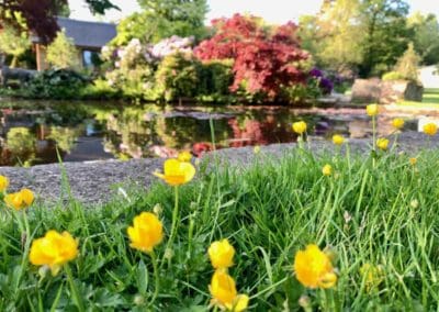 beautiful yellow flowers