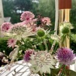 Warren Forest Flowers