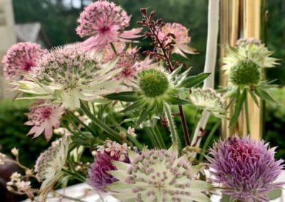 Warren Forest Flowers