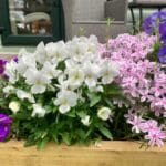 pretty in pink & purple