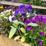 Warren Forest - Pretty in Pink & Purple