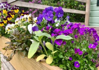 Warren Forest - Pretty in Pink & Purple